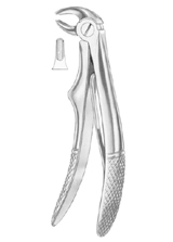 KLEIN (Fig.  221) lower incisors